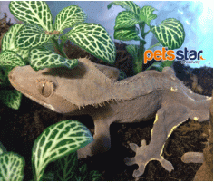 Crested Gecko